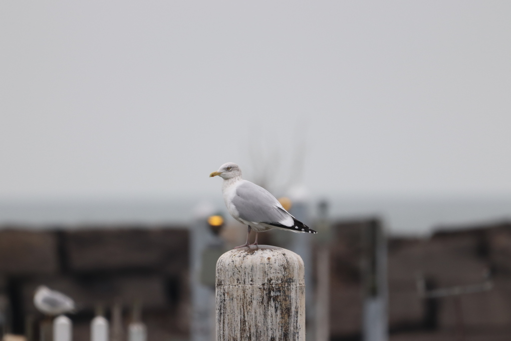 Herring Gull from 17206 Neff Rd, Cleveland, OH 44119, USA on December