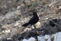 Turdus merula