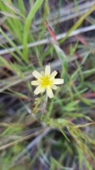 Calycoseris parryi