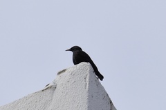 Sturnus unicolor