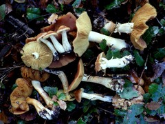 Cortinarius clelandii
