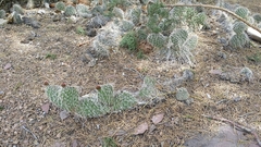Opuntia trichophora