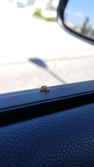 Harmonia axyridis