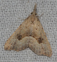 Trigonistis asthenopa