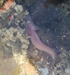 Typhlogobius californiensis