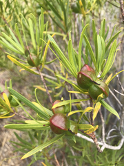 Colliguaja integerrima