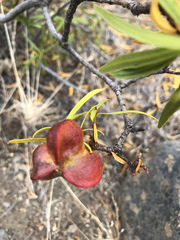 Colliguaja integerrima