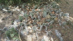 Opuntia trichophora