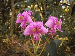 Alstroemeriaceae