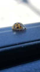 Harmonia axyridis