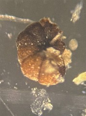 Labrospira crassimargo