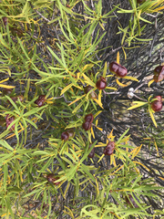 Colliguaja integerrima