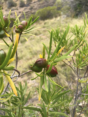 Colliguaja integerrima