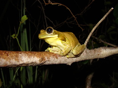 Trachycephalus typhonius