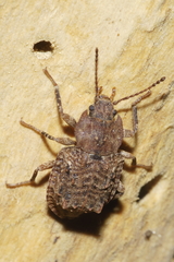 Syrphetodes marginatus