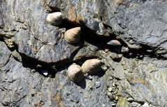 Siphonaria lessonii