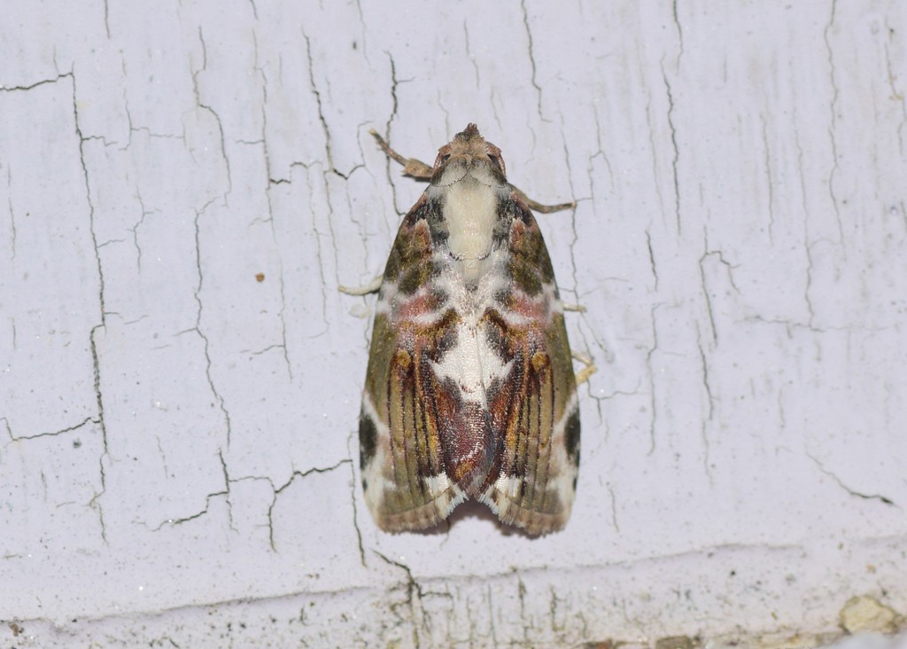 Etanna albonotata