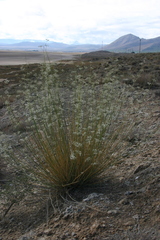 Deverra scoparia
