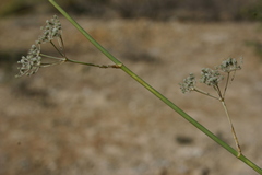 Deverra scoparia