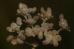 Deverra scoparia