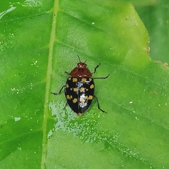 Prepopharus chamoeleo