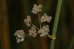 Deverra scoparia