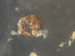 Labrospira crassimargo