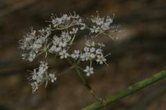 Deverra scoparia