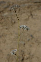 Deverra scoparia
