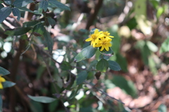 Perymenium berlandieri