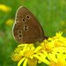 Ringlet - Photo (c) Laurence Livermore, some rights reserved (CC BY-NC)