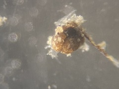 Labrospira crassimargo