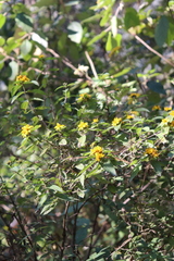 Perymenium berlandieri