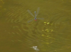 Erythromma viridulum