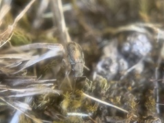 Psathyrocerus