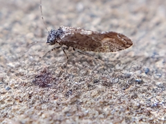 Myopsocidae