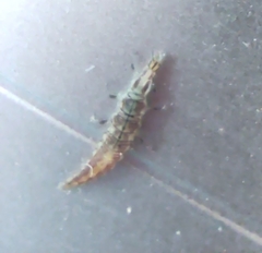 Hemerobiidae