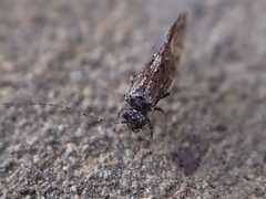 Myopsocidae