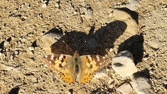 Vanessa cardui