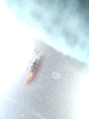 Hemerobiidae