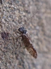 Myopsocidae