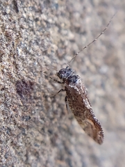 Myopsocidae