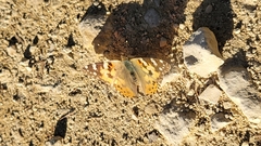 Vanessa cardui