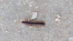 Oxidus gracilis