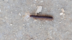 Oxidus gracilis