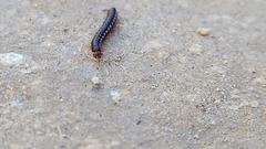Oxidus gracilis