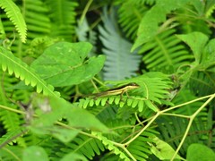 Anolis pulchellus