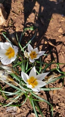 Crocus hyemalis