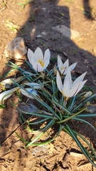 Crocus hyemalis