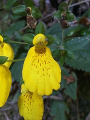 Calceolaria crenatiflora